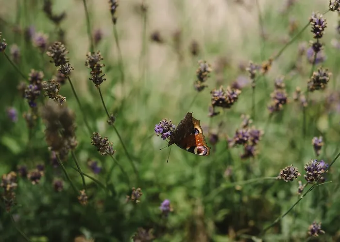 Weranda Z Widokiem Na Karkonosze