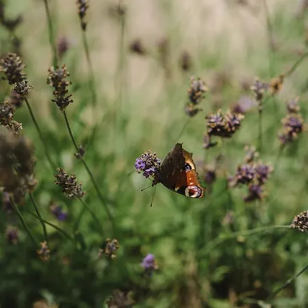 Weranda Z Widokiem Na Karkonosze
